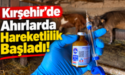 Kırşehir’de Ahırlarda Hareketlilik Başladı!