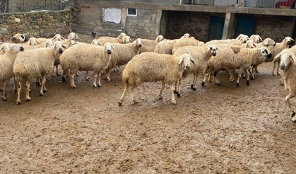 Kırşehir'de Musa Baldede’den her bütçeye uygun kurbanlıklar görücüye çıktı