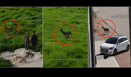 Kervansaray Dağları’ndan Çıktı, Kırşehir Sokaklarında Görüldü
