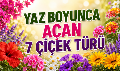 Kırşehirli Çiçekseverlere Özel: Yaz Boyu Açan 7 Çiçek Türü
