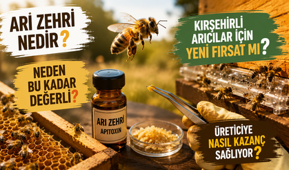 Kırşehir'de Yeni Kazanç Kapısı: Gramı Altınla Yarışan Arı Zehri