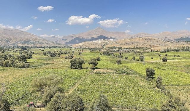 Türkiye'de üretilen tütünde 120 bin ton rekolte bekleniyor