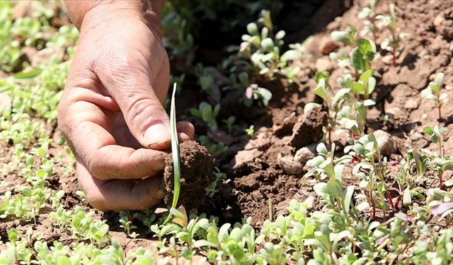 Deprem bölgesindeki sertifikalı  tohum destekleri yüzde 100 artırıldı