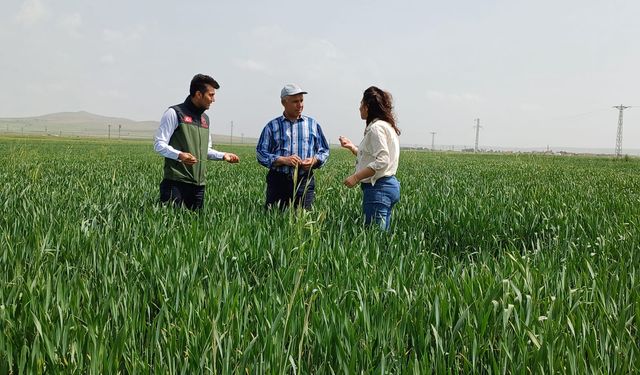 Mucur’da ekili araziler inceleniyor   