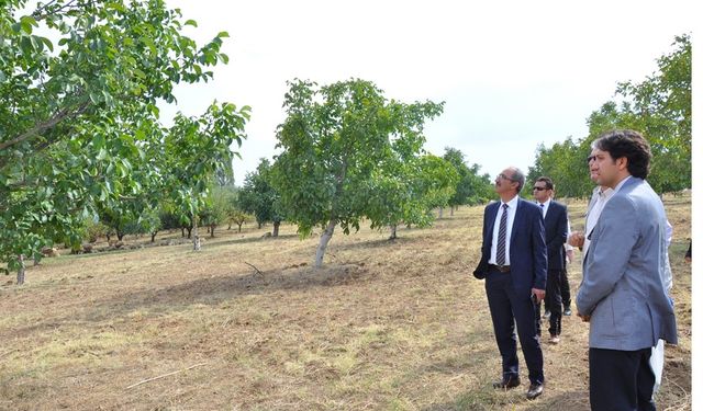 Ceviz Odaklı Kalkınma ve Gelişim Projesi ile Kaman Cevizi artık bir marka…