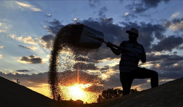 2023 hububat alım  fiyatları açıklandı