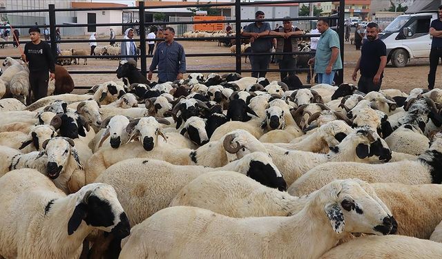 Kırşehir’de kurban kesiminde büyük düşüş!