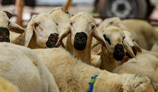 Kırşehir’de kurban fiyatları arttı,  vatandaş kurban kesemedi!..