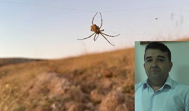 Dünyanın en zehirli örümceklerinden "argiope lobata" Kırşehir’de görüldü