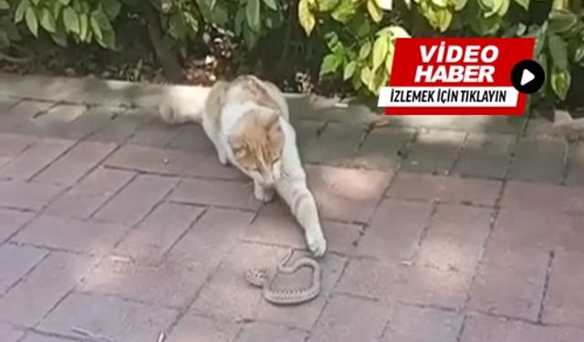 Kırşehir'de kedi ile yılanın ilginç oyunu