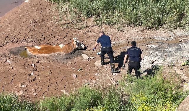 Çamurda mahsur kalan ineği itfaiye ekipleri kurtardı