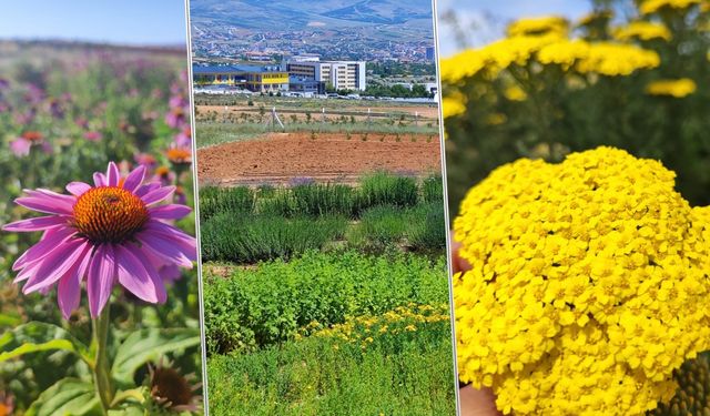 Üniversitemiz AHİGETAM Alanında Üretilen Tıbbi Aromatik Bitkilerin İlk Hasadı Başladı