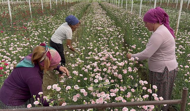 Isparta'da karanfil hasadına başlandı