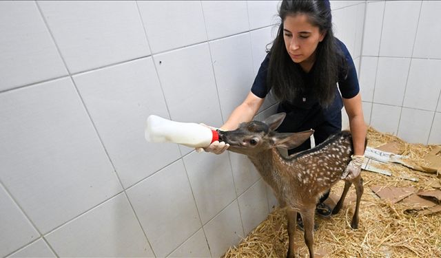 Annesiz kalan yaban hayvanı yavrularına Ankara Üniversitesinde özel bakım