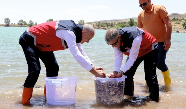 Baraj ve göletlere 52 bin sazan yavrusu bırakıldı