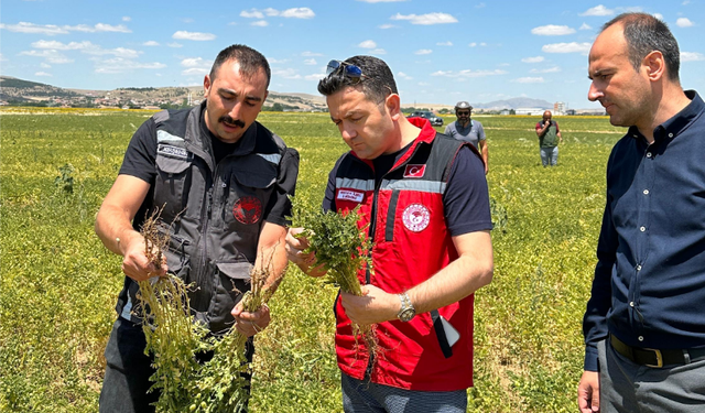 Tarım Müdürlüğü’nün fenolojik  gözlemleri devam ediyor