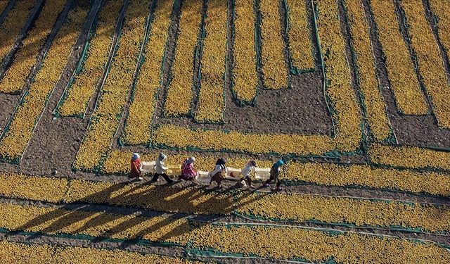 Tarımsal girdi fiyat endeksi, mayısta aylık yüzde 0,85, yıllık yüzde 53,08 arttı