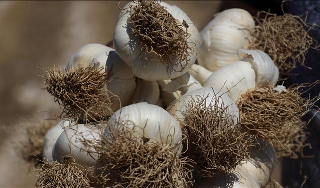 AB tescilli Taşköprü sarımsağında hasat süreci tamamlandı