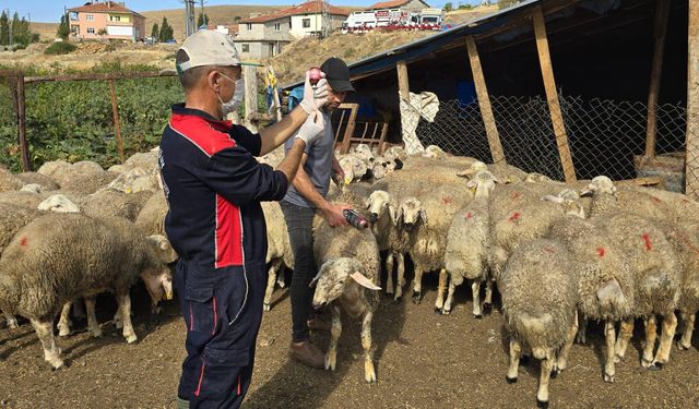 Tarım Müdürlüğü’nün hayvan sağlığı çalışmaları sürüyor