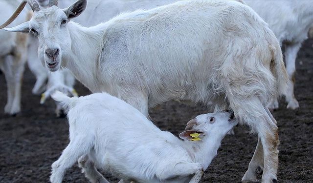 Kuzu oğlak ve sürü yöneticisi istihdamı destek başvuruları 2 Eylül'de başlıyor