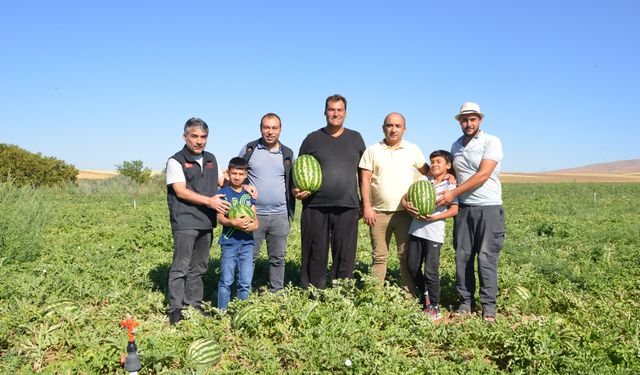 Kırşehir’de yerli karpuz hasadı