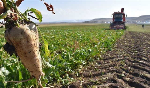 Şeker pancarı alımlarında ödemeler 30 gün içerisinde tamamlanacak