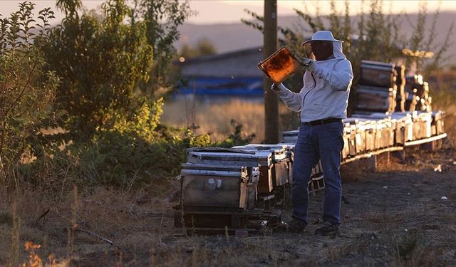 Arılarda verimi düşüren "nosema" hastalığına karşı gallik asidin iyileştirici etkisi saptandı