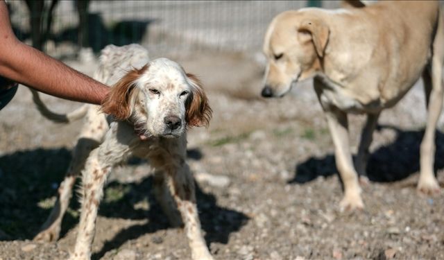 Hayvan rehabilitasyon ve bakımevi, engelli ve yaralı hayvanlara yuva oluyor