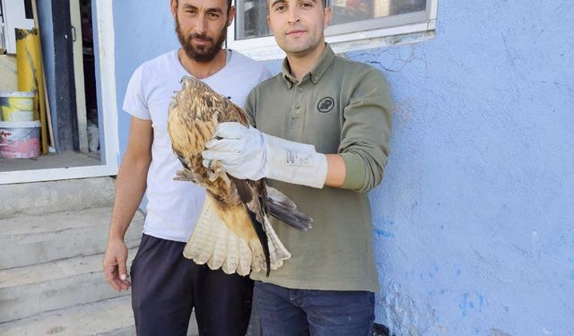 Kırşehir'de yaralı kızıl şahin ve leylek tedaviye alındı