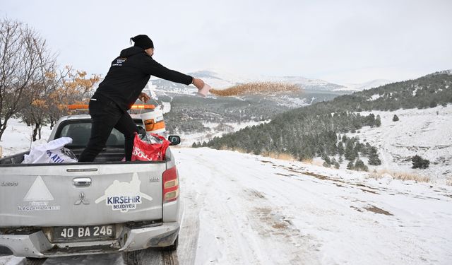 Kırşehir Belediyesi yaban hayvanlarını unutmadı