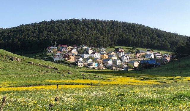 Eğriçimen Yaylası’nda sarı papatya şöleni