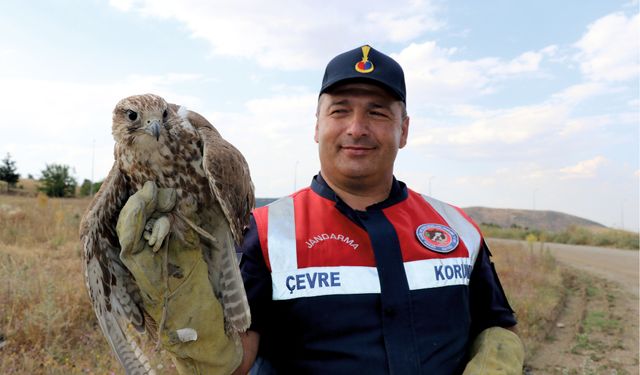 Yozgat’ta zor durumdaki ulu doğan için koruma kararı alındı