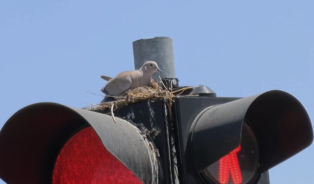 Trafik ışığında kumru yuvası dikkat çekti