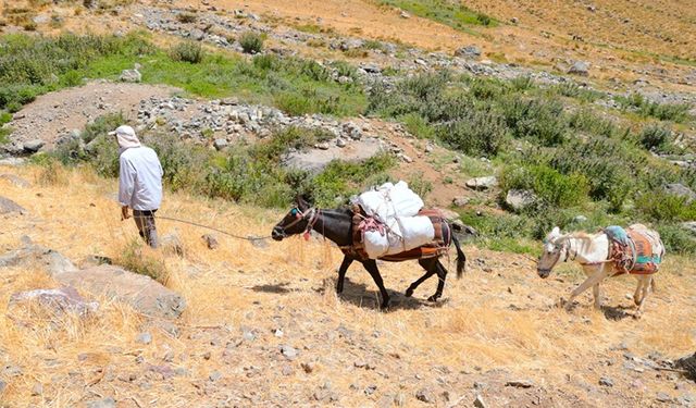 Zirvelere tırmanan dağcıların ağır yükünü katırlar hafifletiyor