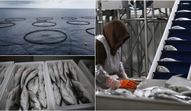 Kafes Balıkçılığı Ürünleri Avrupa’ya İhraç Ediliyor