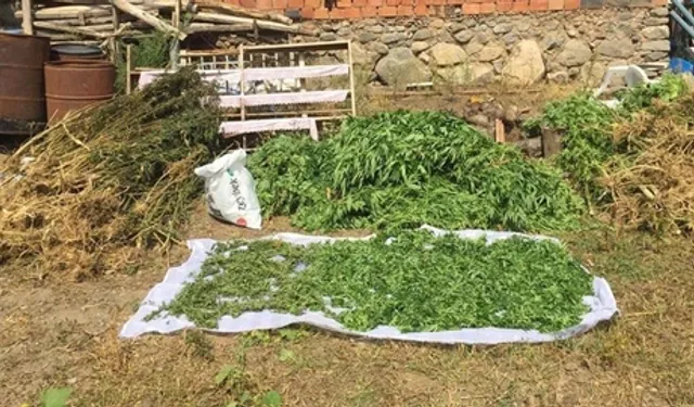 Evini u*uşturucu serasına çeviren kişi yakalandı
