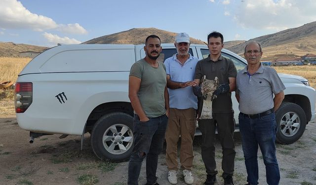 Kırşehir’de yılan kartalı doğaya kavuşaca