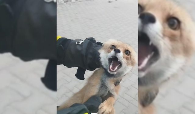 Tilki yolunu şaşırdı binaya girdi