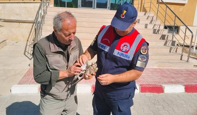 Jandarmanın bulduğu yaralı çakır kuşu tedavi altına alındı