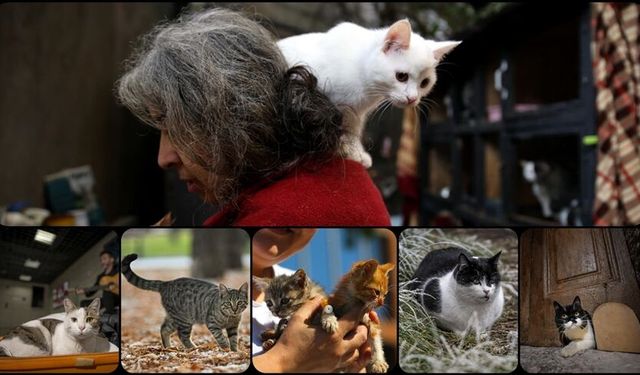 İnsan-Kedi İlişkisi 4 Bin Yıl