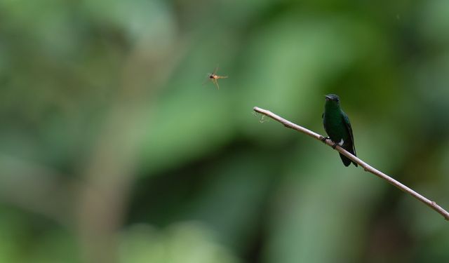 Sulak Alanlar Kuruyor, Türler Kayboluyor