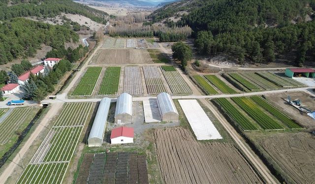 O şehirde yetiştirilen fidanlar İç Anadolu’yu yeşertiyor