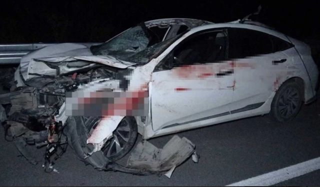 6 safkan Arap tayı yolda can verdi