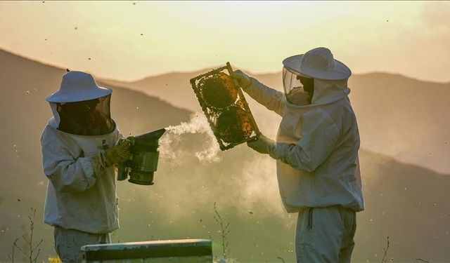 Arı kolonilerinde büyük kayıp