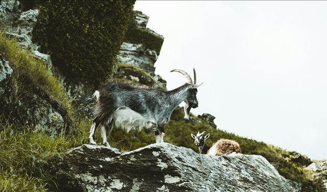 Kaçak Avcılığa Tarihi Ceza