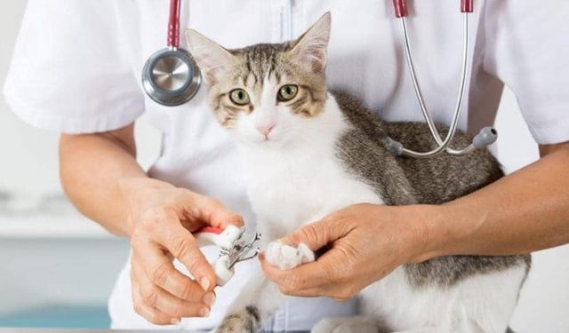 Veterinerlikte Yeni Güvenlik Dönemi