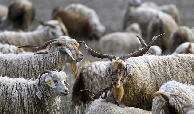 Tiftiğe Sözleşmeli Üretim Desteği