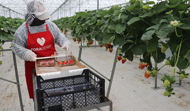 Topraksız serada ihracat başarısı