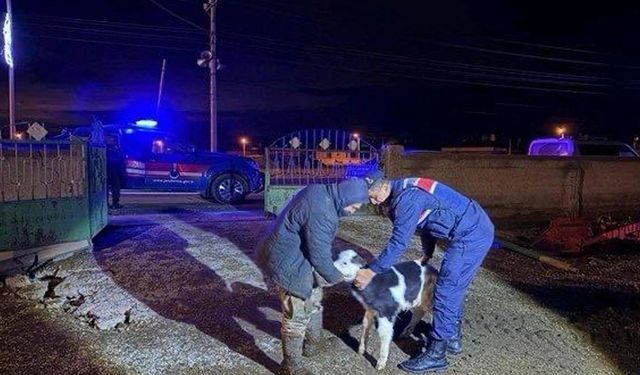 Büyükbaş Hayvan Hırsızlığı: Zanlılar Operasyonla Yakalandı