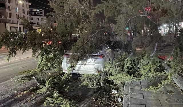 Otomobilin Üzerine Ağaç Düştü: Şiddetli Rüzgar Hasara Yol Açtı
